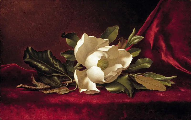 Magnolian kukka - Martin Johnson Heade