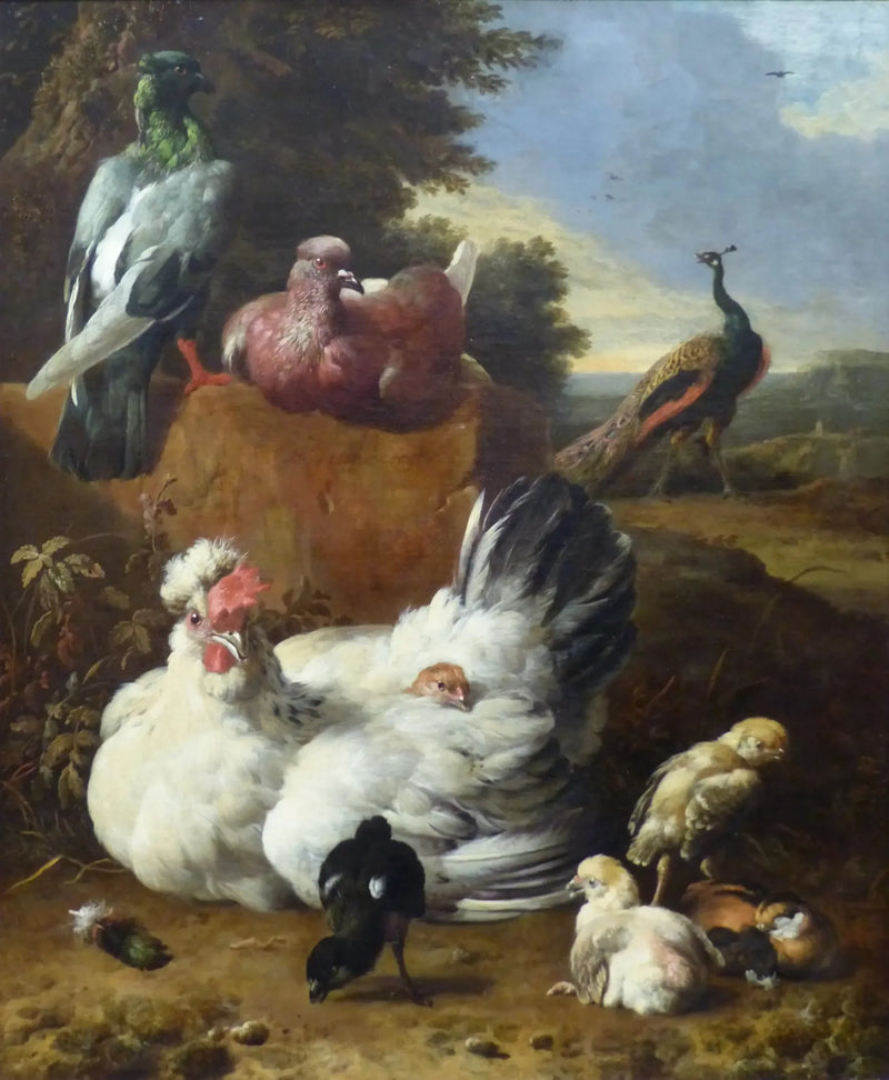 Valkoinen kana - Melchior de Hondecoeter