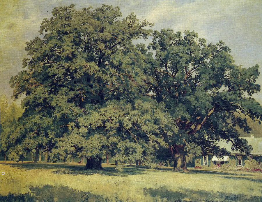 Mordvinovon tammi - Ivan Chichkine