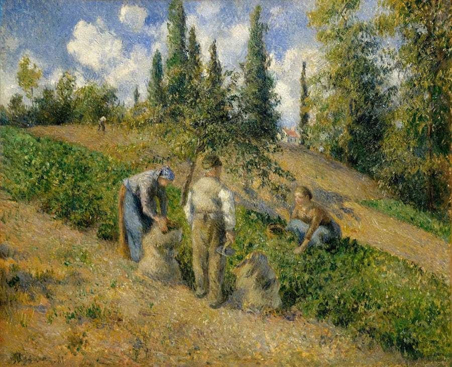 Sadonkorjuu, Pontoise - Camille Pissarro