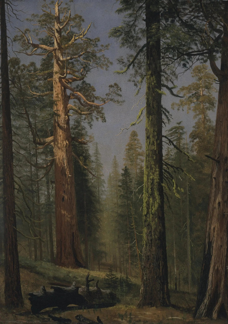 Grizzly-metsäsequoia, Mariposa Grove, Kalifornia - Albert Bierstadt