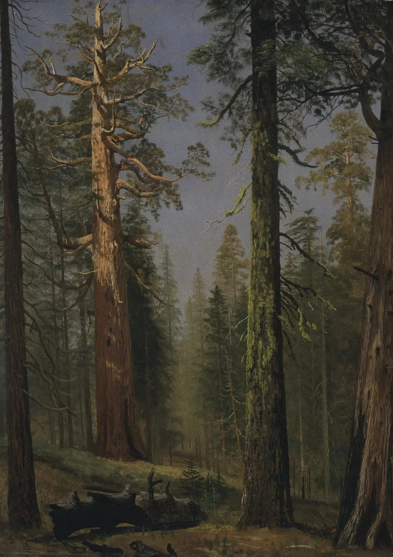 Grizzly-metsäsequoia, Mariposa Grove, Kalifornia - Albert Bierstadt