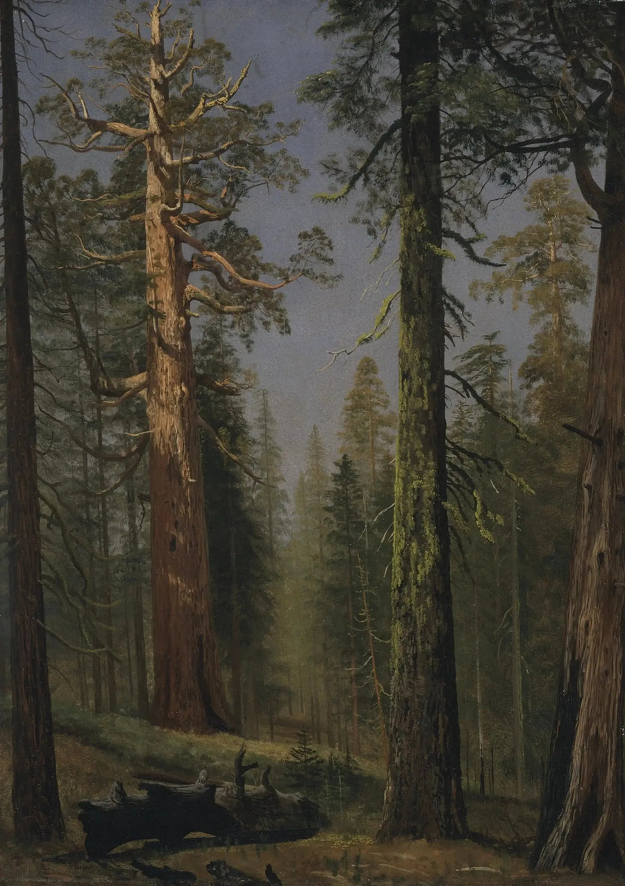 Grizzly-metsäsequoia, Mariposa Grove, Kalifornia - Albert Bierstadt