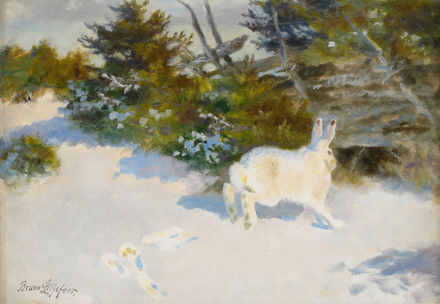 Jänis talvimaisemassa - Bruno Liljefors