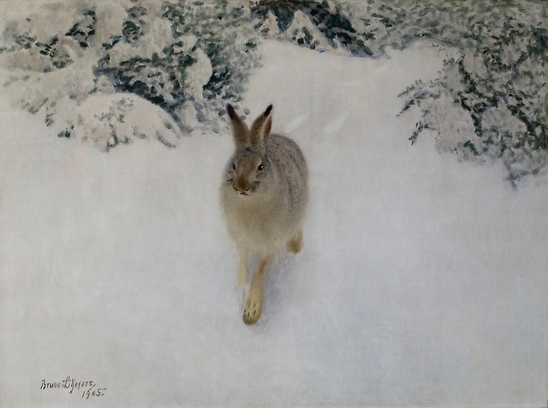 Jänis talvella - Bruno Liljefors