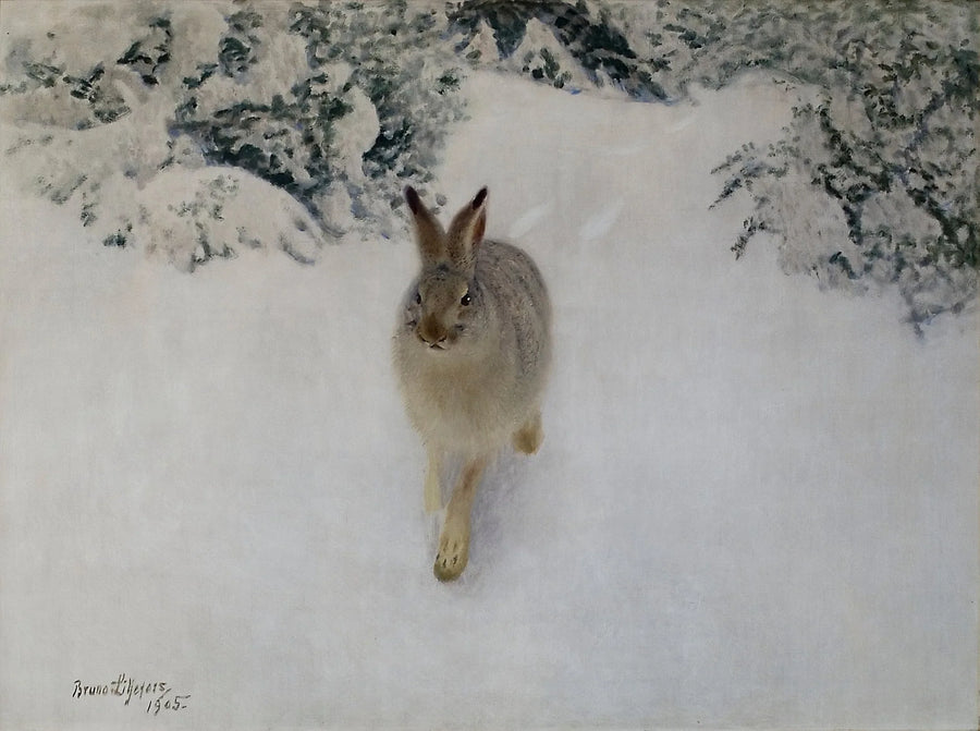 Jänis talvella - Bruno Liljefors