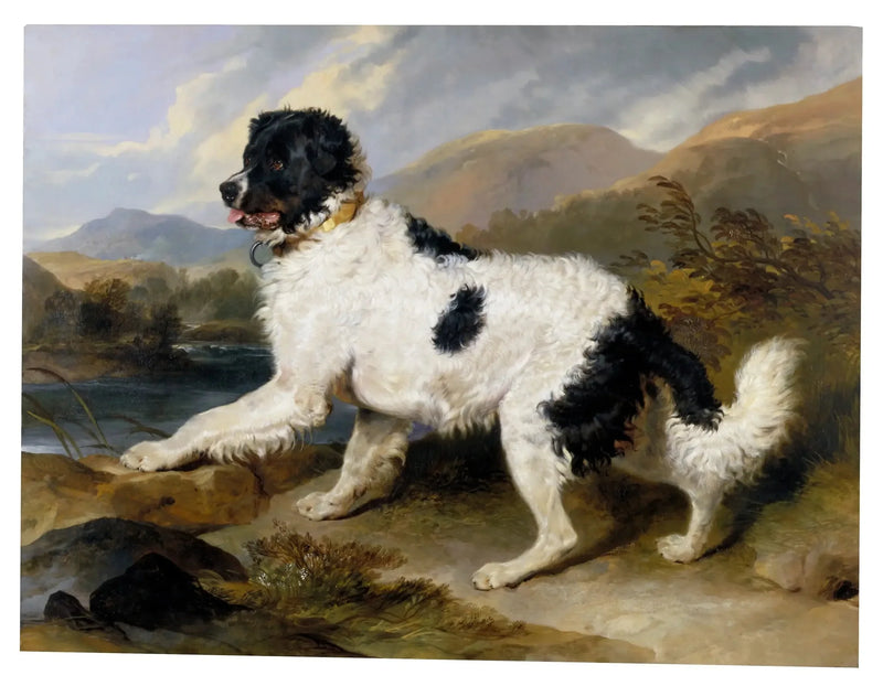 Lion', Newfoundlandin koira - Edwin Henry Landseer