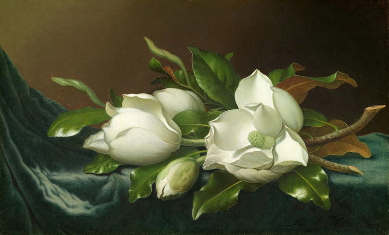 Magnoliat vaaleansinisellä samettikankaalla - Martin Johnson Heade
