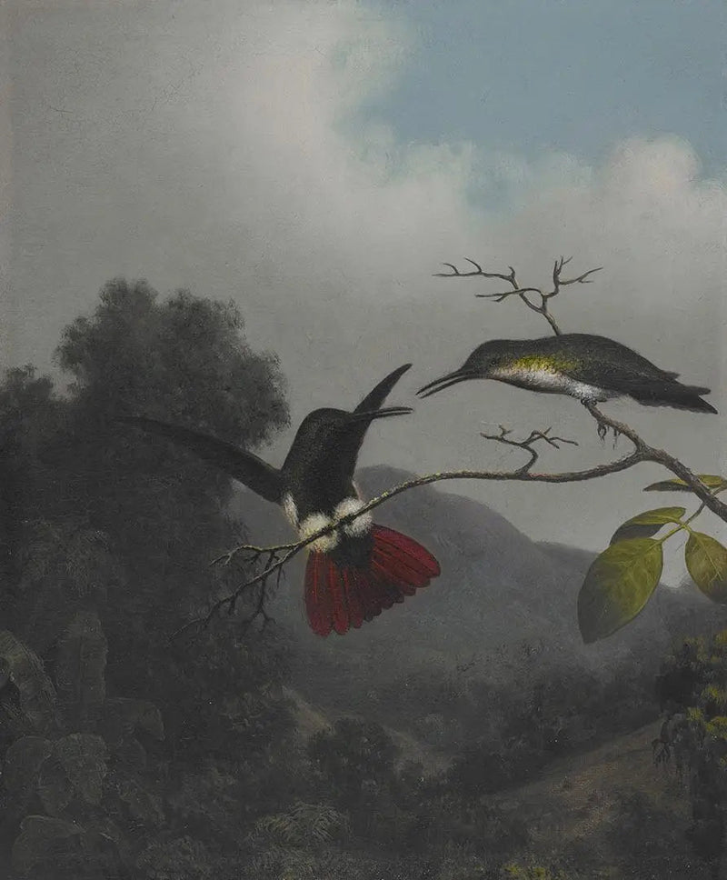 Mustakaulainen mango - Martin Johnson Heade