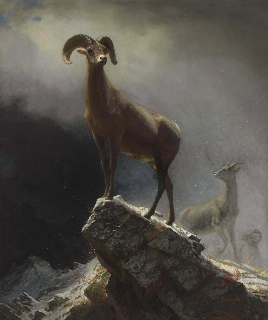Rocky Mountains Mouflon - Albert Bierstadt