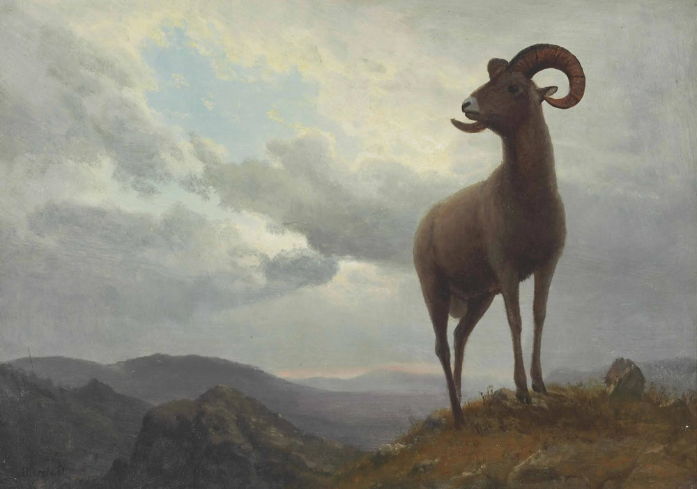 Mouton à longues cornes - Albert Bierstadt - Alpha Reproduction