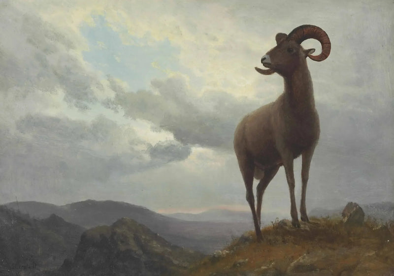 Pitkäsarvinen lammas - Albert Bierstadt