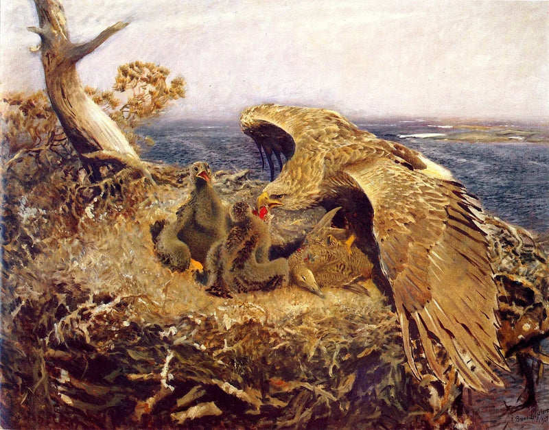 Merikotkan pesä - Bruno Liljefors