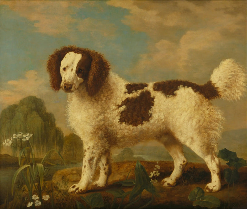 Norfolk- tai Water Spaniel ruskea ja valkoinen - George Stubbs