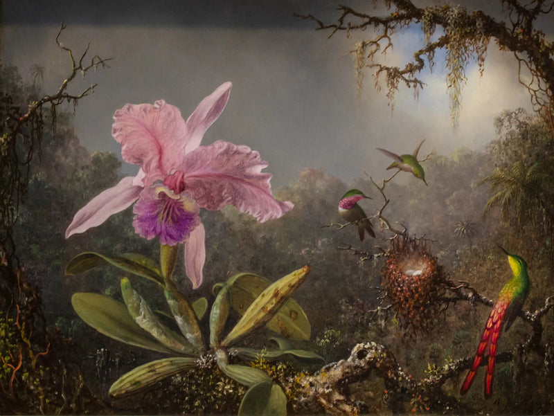 Orkidea Cattleya ja kolme kolibrista - Martin Johnson Heade