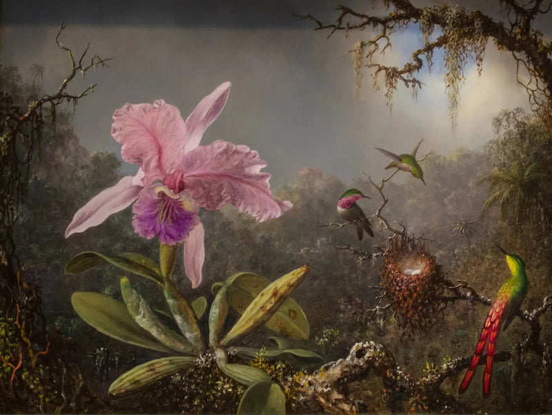 Orkidea Cattleya ja kolme kolibrista - Martin Johnson Heade