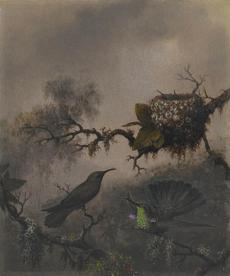 Violetti korva ja valkoinen vatsa - Martin Johnson Heade