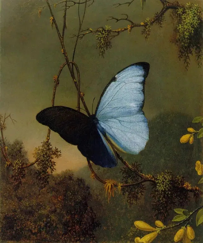 Papillon Morpho sininen - Martin Johnson Heade