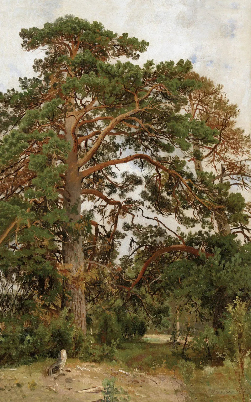 Maisemakuva mäntypuilla - Ivan Chichkine