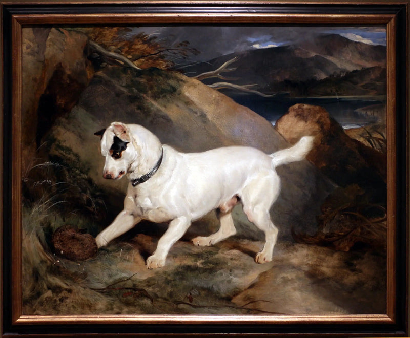 Muotokuva terrieristä, Owen Williamsin, ESQ:n, omistama, kansanedustaja (Jocko ja siili) - Edwin Henry Landseer