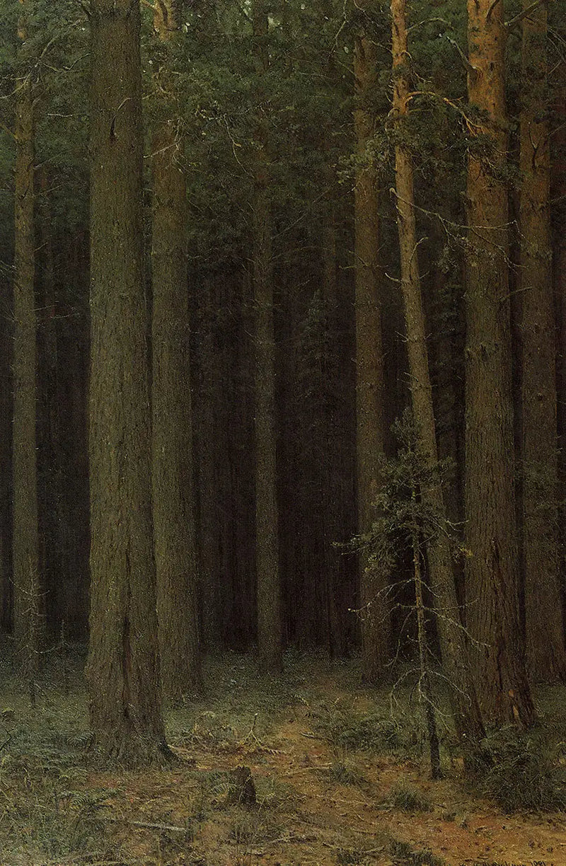 Metsävarantoalue. Mäntymetsä - Ivan Chichkine