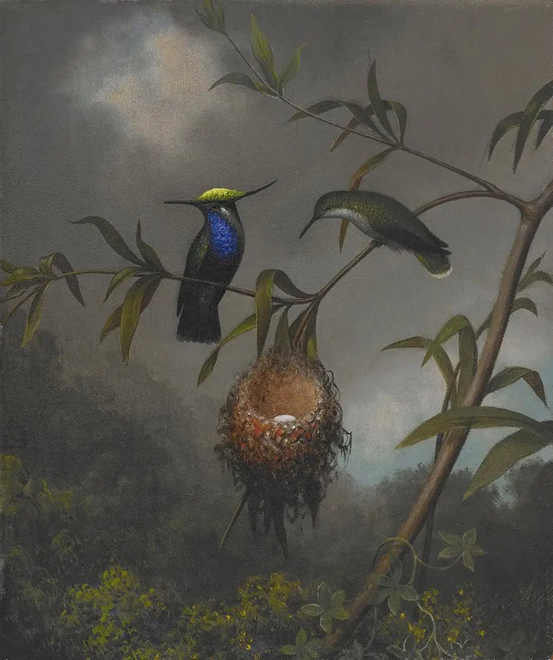Mustaposkainen pikkukäpylintu - Martin Johnson Heade