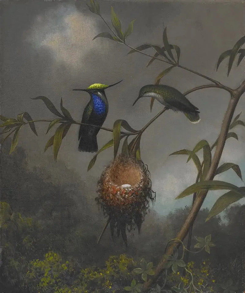 Mustaposkainen pikkukäpylintu - Martin Johnson Heade