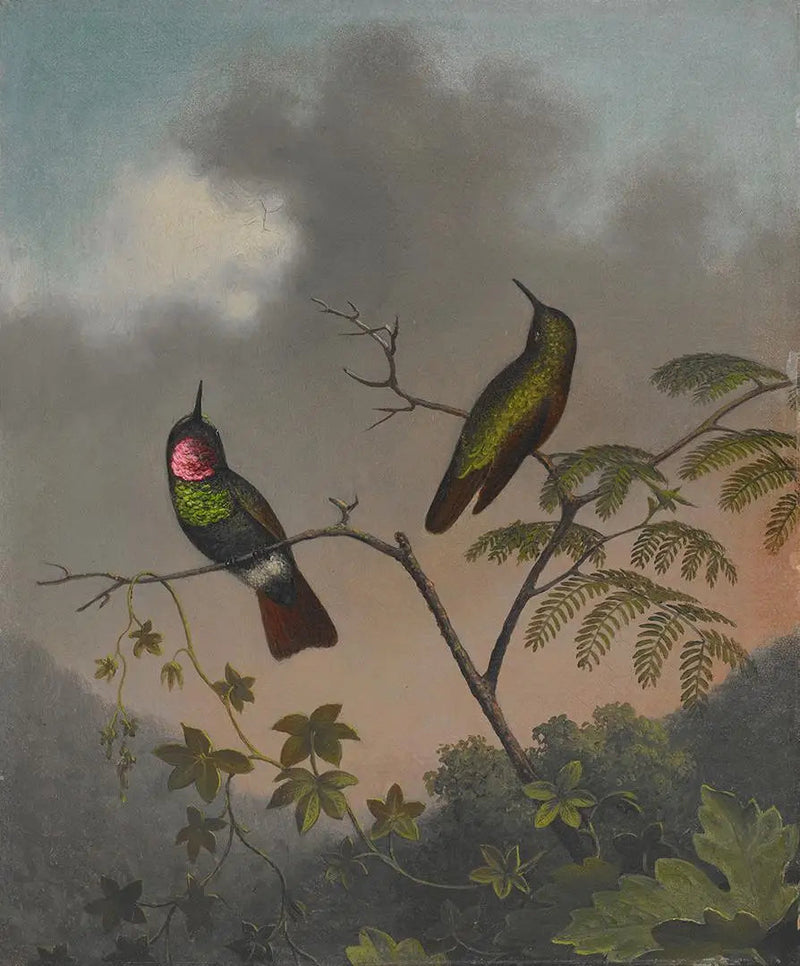 Rubiisi-brésilien - Martin Johnson Heade