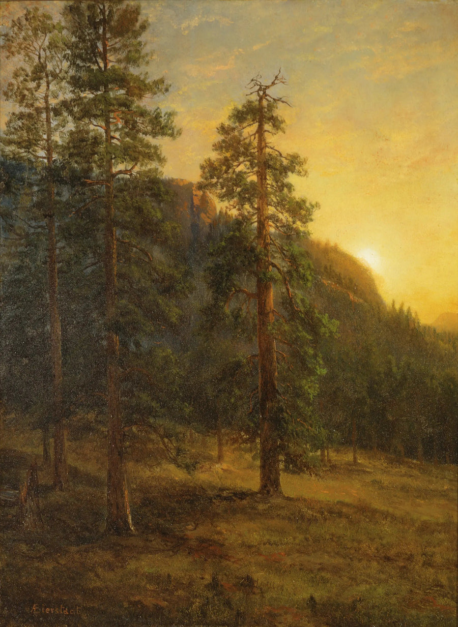 Kalifornian sekvoja - Albert Bierstadt