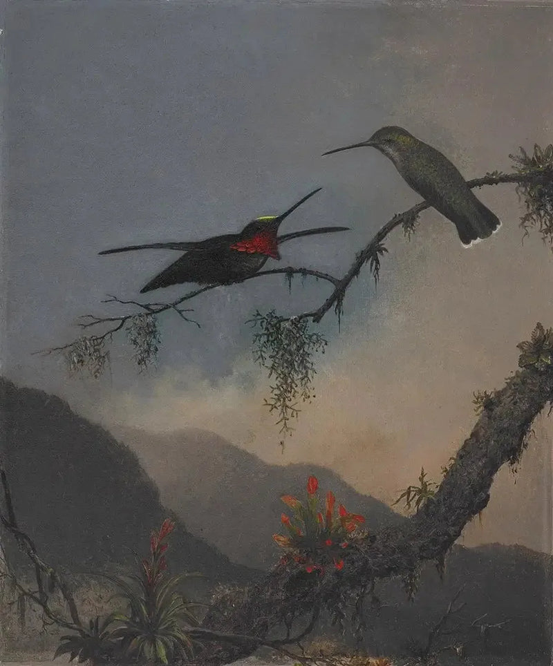 Rintakehän raidallinen starthroat - Martin Johnson Heade