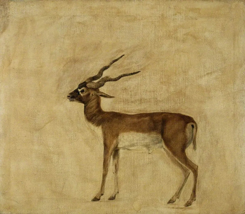 Yhden antiloopin cervicapre - George Stubbs