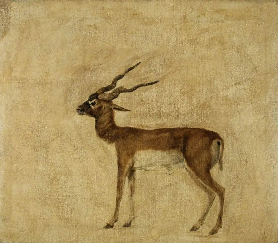 Yhden antiloopin cervicapre - George Stubbs