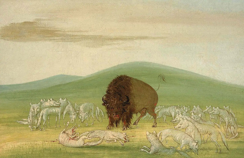 Vahingoittunut biisoni valkoisten susien ympäröimänä - George Catlin