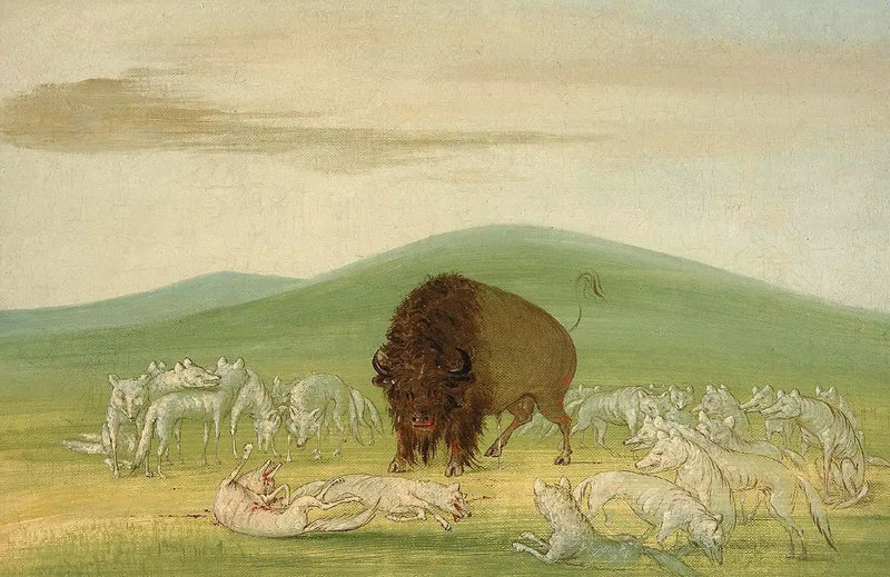 Vahingoittunut biisoni valkoisten susien ympäröimänä - George Catlin