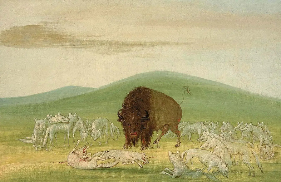 Vahingoittunut biisoni valkoisten susien ympäröimänä - George Catlin