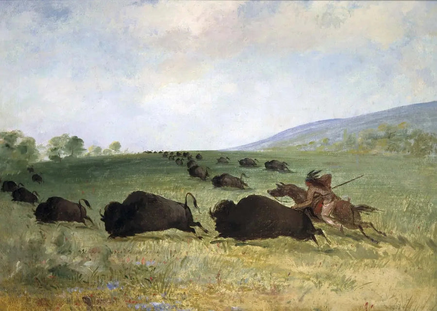Un Indien Osage heittää härkää - George Catlin
