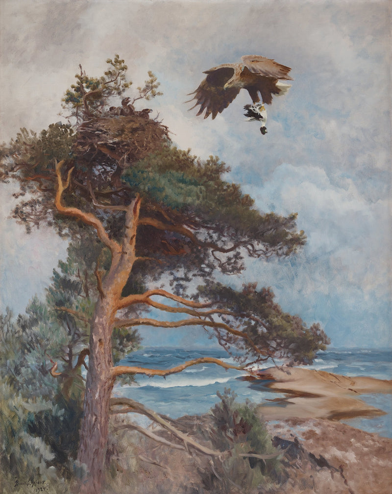 Merikotka kantaa saalistaan ​​(telkkää) pesälleen. -Bruno Liljefors