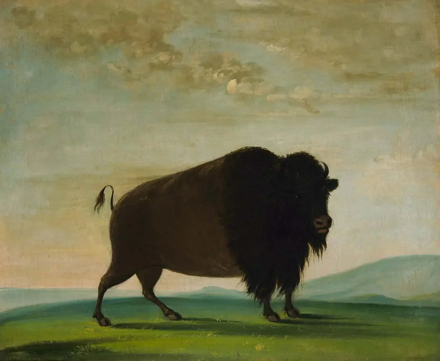 Lehmän biisoni laiduntamassa preerialla - George Catlin