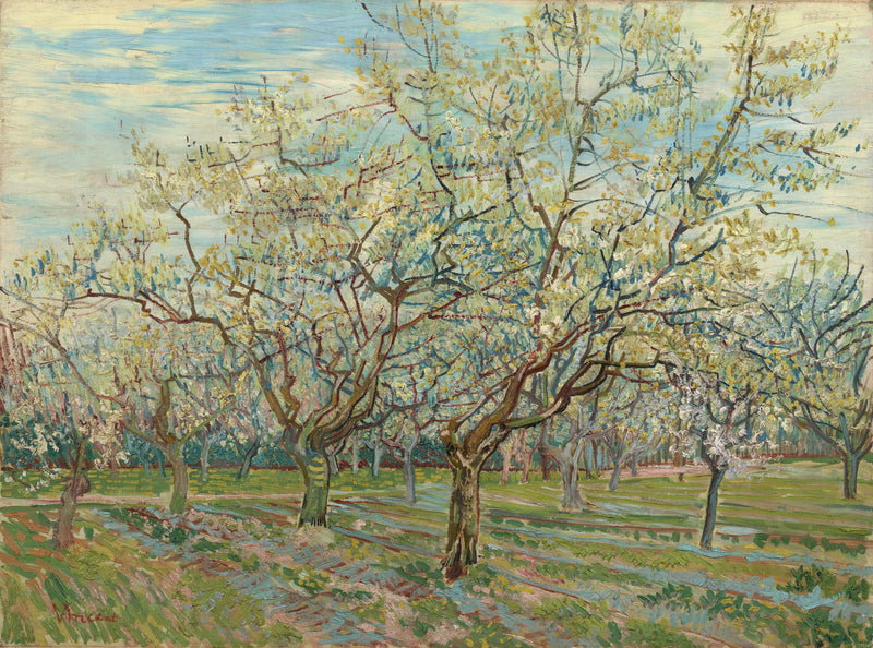 Valkoinen hedelmätarha - Vincent van Gogh