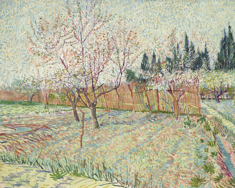 Cypressilla varustettu puutarha - Vincent van Gogh